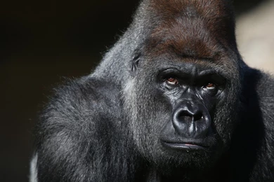 Western Lowland Gorilla By Sam Novak On Prezi