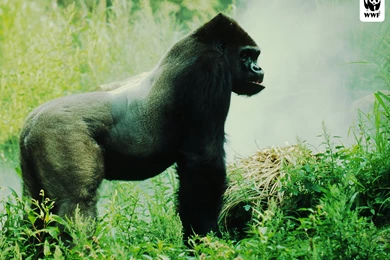 Eastern Lowland Gorilla