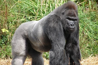 Gorilla Wallpapers, Images, Photos, Pictures & Pics