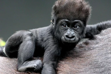 Silver Back Gorilla. Wallpapers   Android Apps And Tests   AndroidPIT