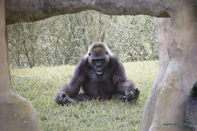 Silverback Wallpapers — Free Full HD Wallpaper. Widescreen HQ ...