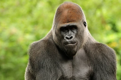 13 Excellent HD Gorilla Wallpapers   HDWallSource.com