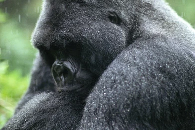 Gorilla Pictures   Animal Wallpapers   National Geographic