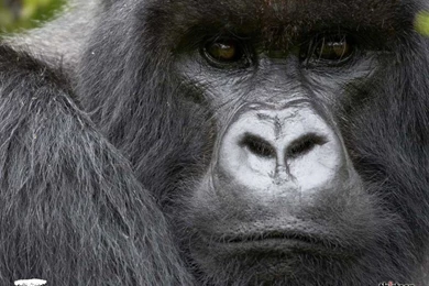 Baby Gorilla Wallpapers