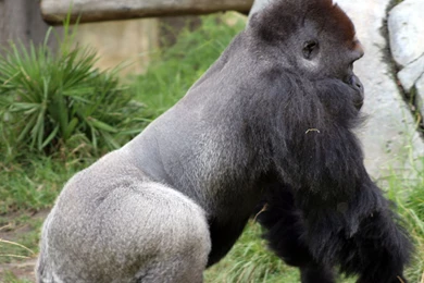 Silver Back Gorilla Wallpapers Free HD Background Images Pictures