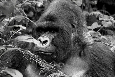 Rob Oakes – Oak Tree Blog » Photos Of Africa (2011)