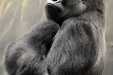 1000+ Ideas About Silverback Gorilla On Pinterest