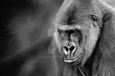 Silverback Gorilla By D3L80Y On DeviantArt
