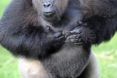 Kay Morrison: Silverback Gorilla High Quality Wallpapers