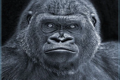 Primates Wallpapers Page 7: SilverBack Animals Primates Gorilla ...