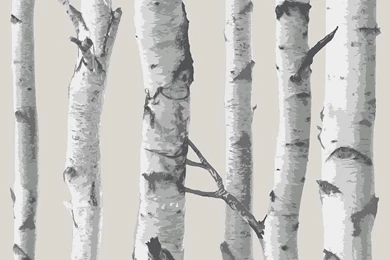 Birch Tree Temporary Wallpapers   2ft X 4 Ft   Single     Amazon.com