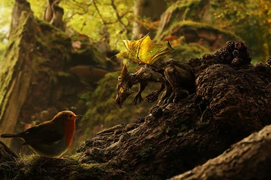 Crazy Animals Wallpapers   HD Wallpapers