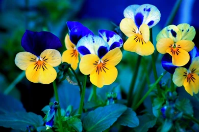 Free Desktop Wallpapers Spring Flowers