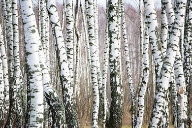 Birch Tree Wallpapers 2015   Grasscloth Wallpapers