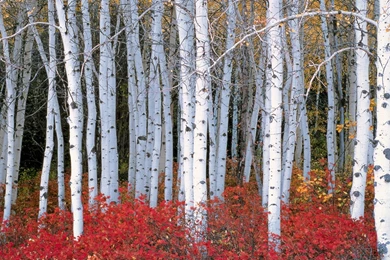 Birch Tree Wallpapers