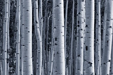 Birch Tree Wallpapers Wall Mural