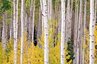 Download Wallpapers 2560x1440 Birch, Trees, Autumn Mac iMac 27 HD ...