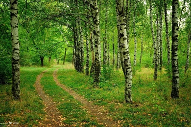 Birch Tree Wallpapers