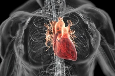 Description Human Heart And Circulatory System