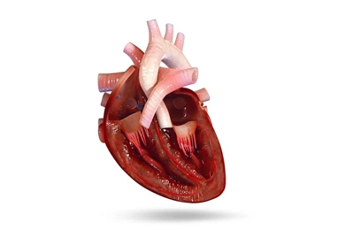 VR Human Heart Android Apps On Google Play