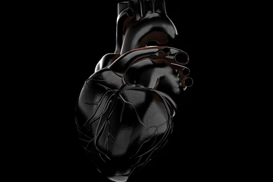 Human Heart Vray