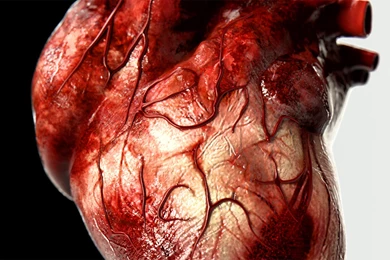 The Human Heart