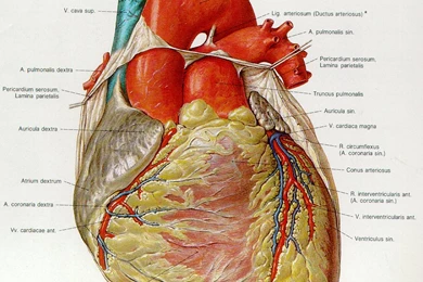 Pictures Of The Human Heart Wallpapers HD Fine