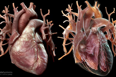 Human Heart By Leppee On DeviantArt