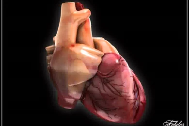 3D Model Of Human Heart Vray YouTube