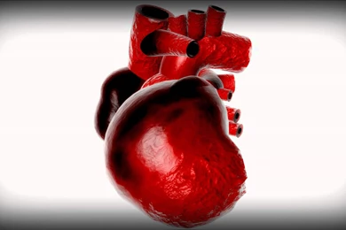 Graphical Model Of The Human Heart   YouTube