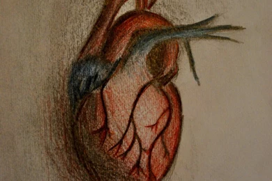 Human Heart By Callob12 On DeviantArt