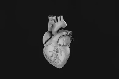 Human Heart Free 3D Model .obj   CGTrader.com