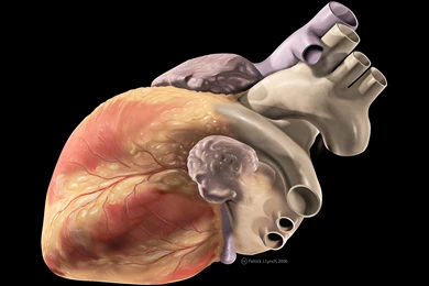 Show Me A Diagram Of The Human Heart? Here Are A Bunch ...