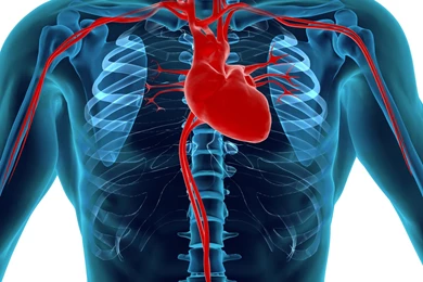 Description Human Heart And Circulatory System