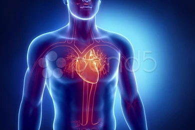 Beating Human Heart Stock Video 11912658