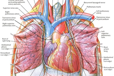 Human Heart Anatomy Diagram   Free Hd Wallpapers