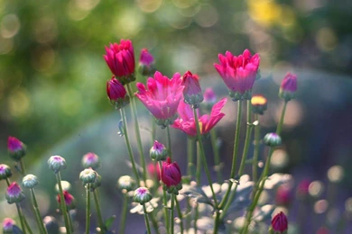Flowers: Spring Flowers Bokeh Summer Blooming Nature Free Desktop ...