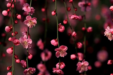 Cherry Blossom Images And Picture Download