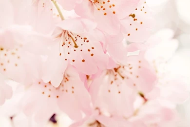 HD Beautiful Cherry Blossom Wallpapers IPhone, Android Full Size ...