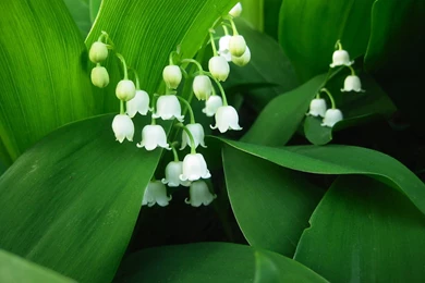 Desktop Wallpapers · Gallery · Nature · Lily Of The Valley ...