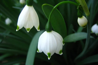 Desktop Wallpapers · Gallery · Nature · Spring Flowers May lily ...