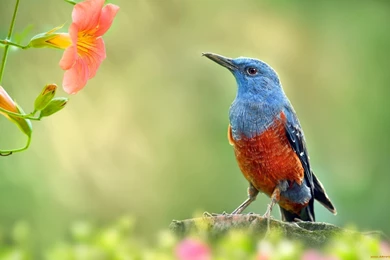 Spring Bird Flowers Bokeh Branch Birds Free Desktop Wallpapers ...