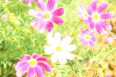 Free Desktop Backgrounds Spring Flowers