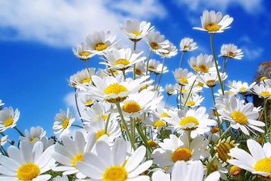 Wallpapers: Spring Flowers Wallpapers