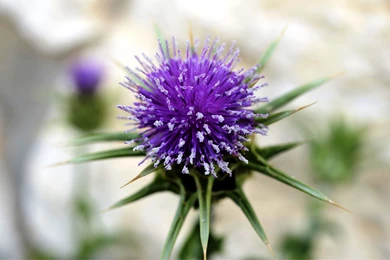 Free Flower Desktop Wallpapers Burdock Flower Photos Of Free Flower ...