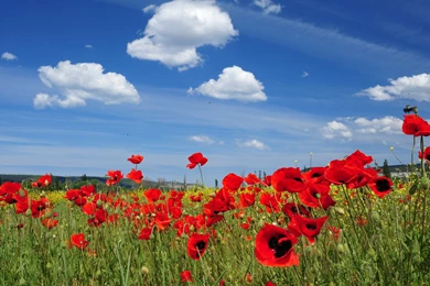 Free Desktop Wallpapers   HD Wallpapers