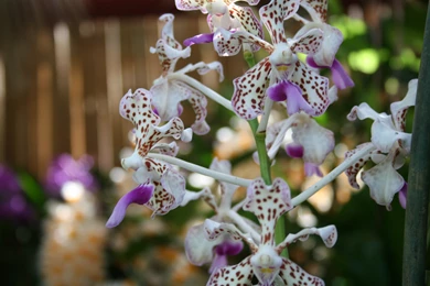 Flowers: Spring Flowers Purple Photography Orchids Green Garden ...