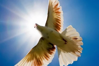 Samsung Galaxy Wallpapers Hd