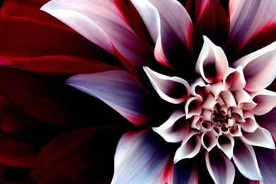 Cool Flower Backgrounds