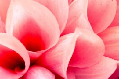 Cool Flowers Summer Flowers iPhone 5 Wallpapers, Backgrounds, 640 ...